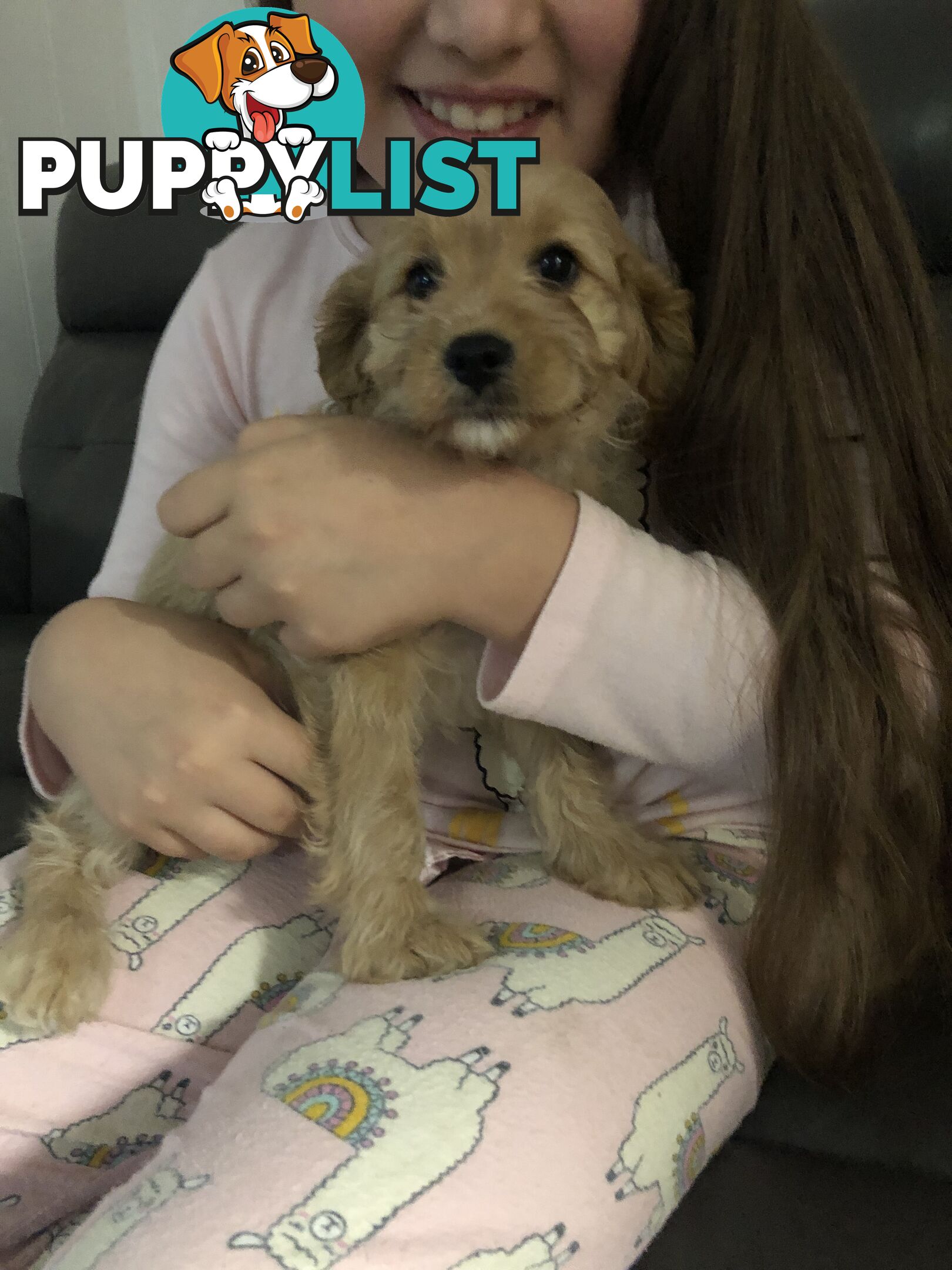 1 female Caramel Cavoodle Puppy