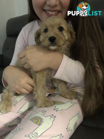 1 female Caramel Cavoodle Puppy