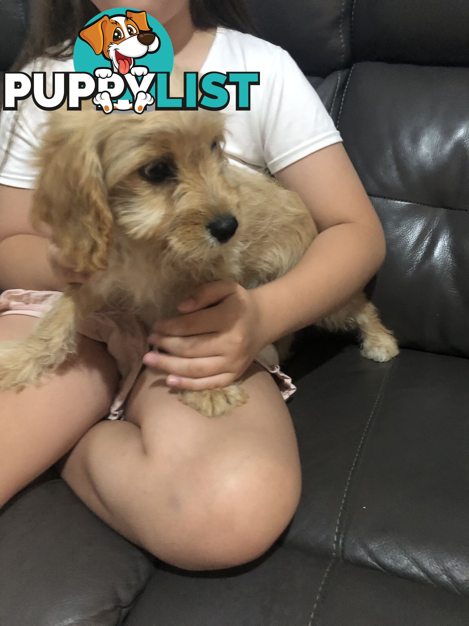 1 female Caramel Cavoodle Puppy