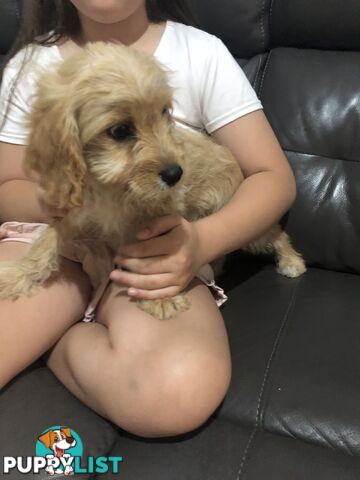 1 female Caramel Cavoodle Puppy