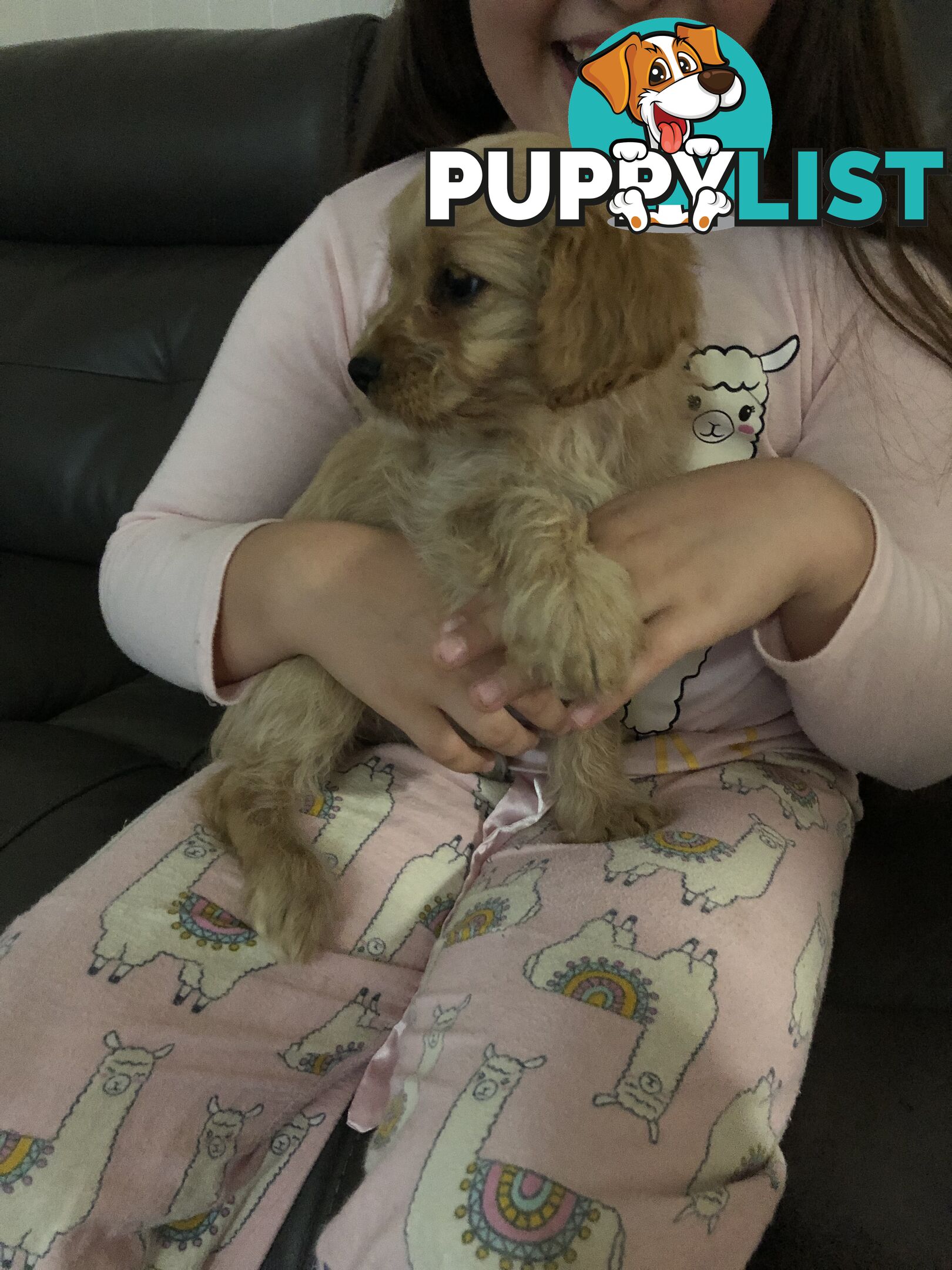 1 female Caramel Cavoodle Puppy