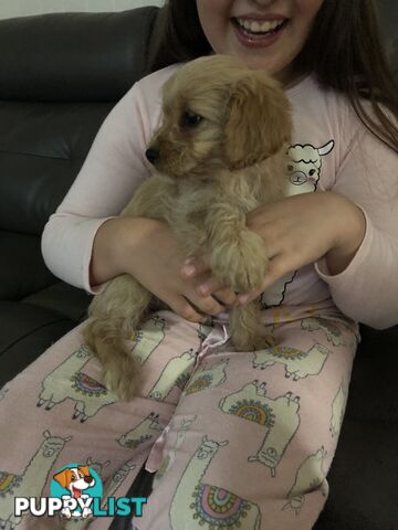 1 female Caramel Cavoodle Puppy