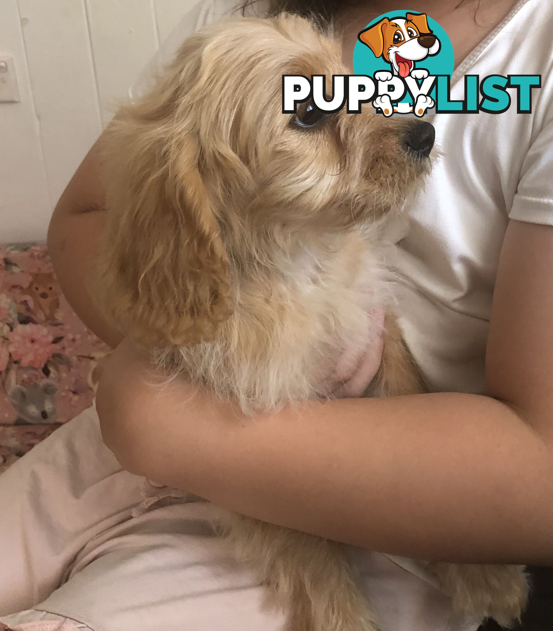 1 female Caramel Cavoodle Puppy