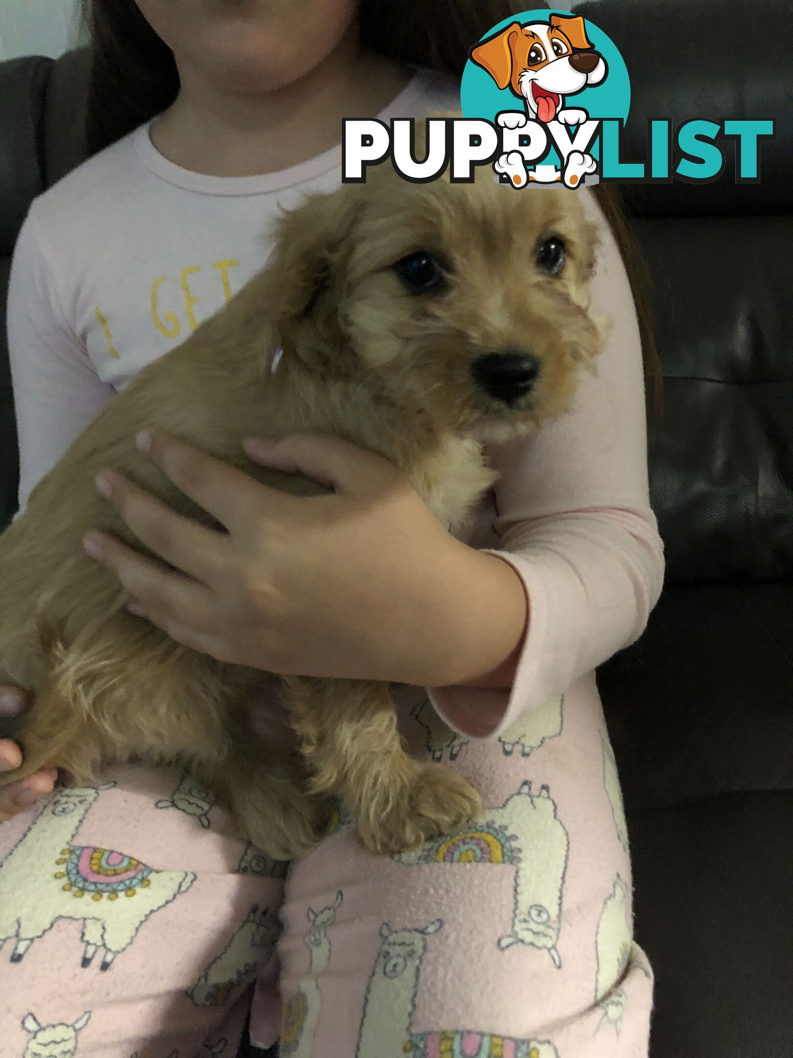 1 female Caramel Cavoodle Puppy