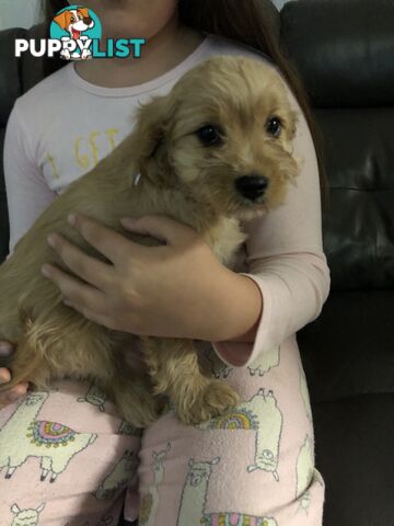 1 female Caramel Cavoodle Puppy