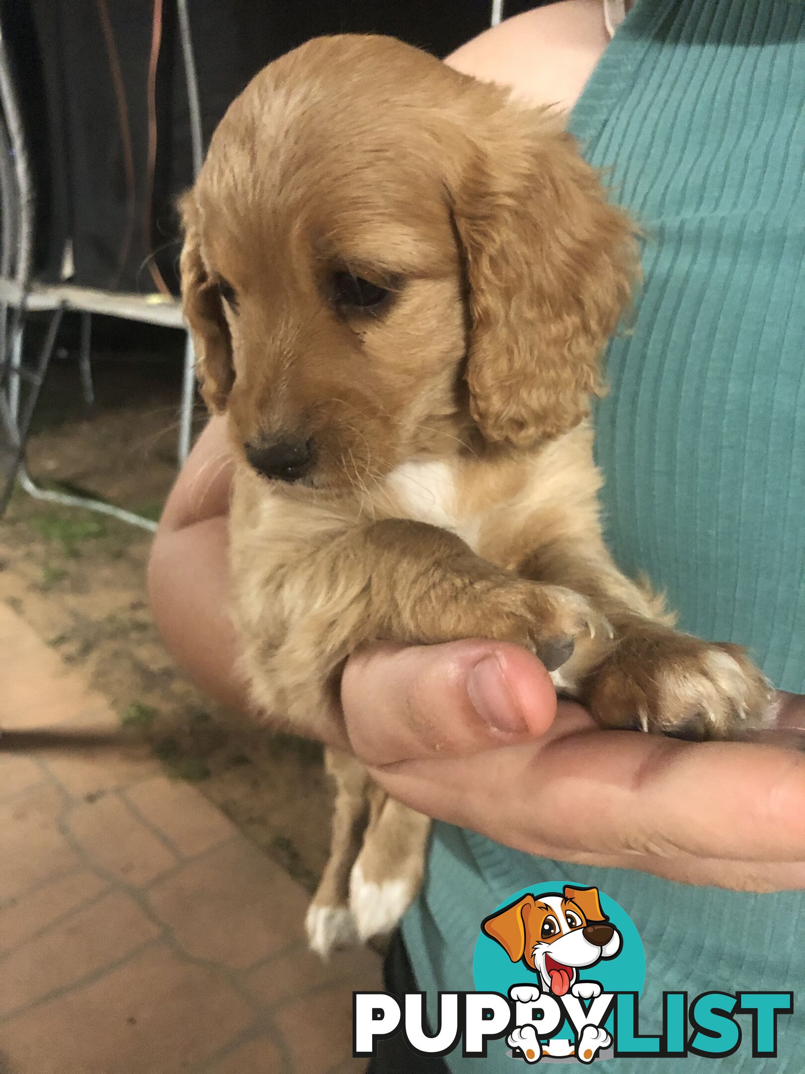 3 Female Cavoodle Puppies