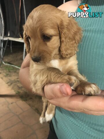 3 Female Cavoodle Puppies