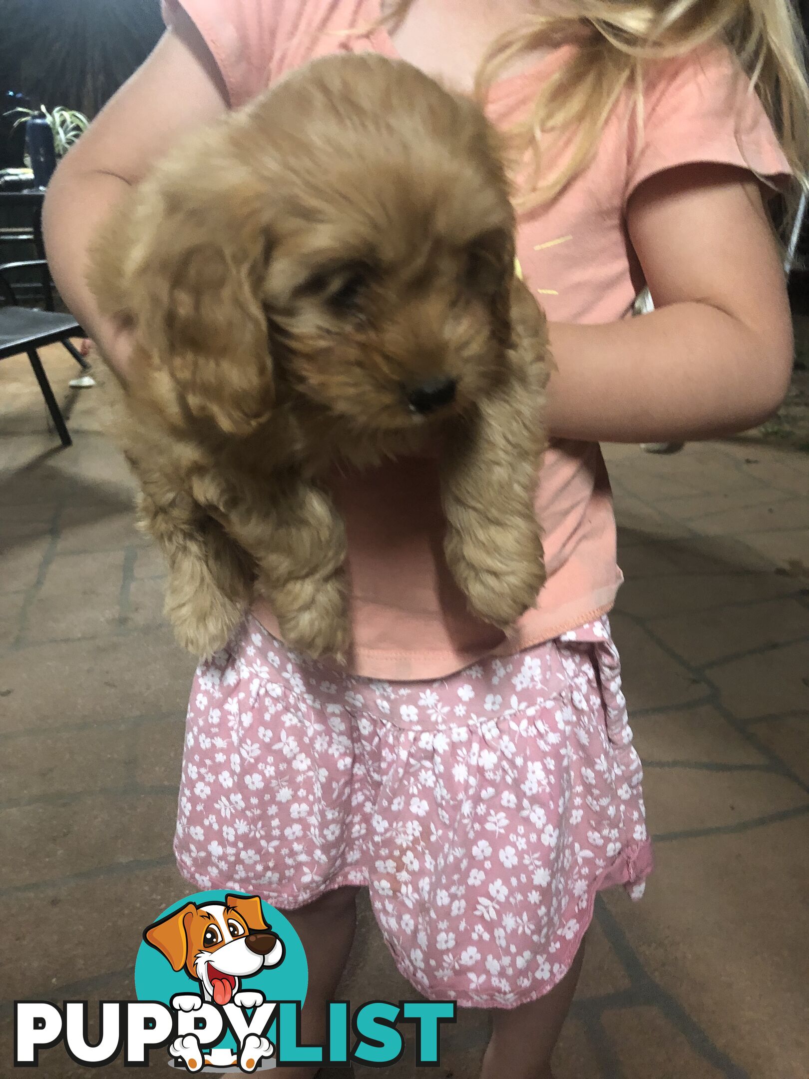 3 Female Cavoodle Puppies