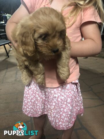 3 Female Cavoodle Puppies