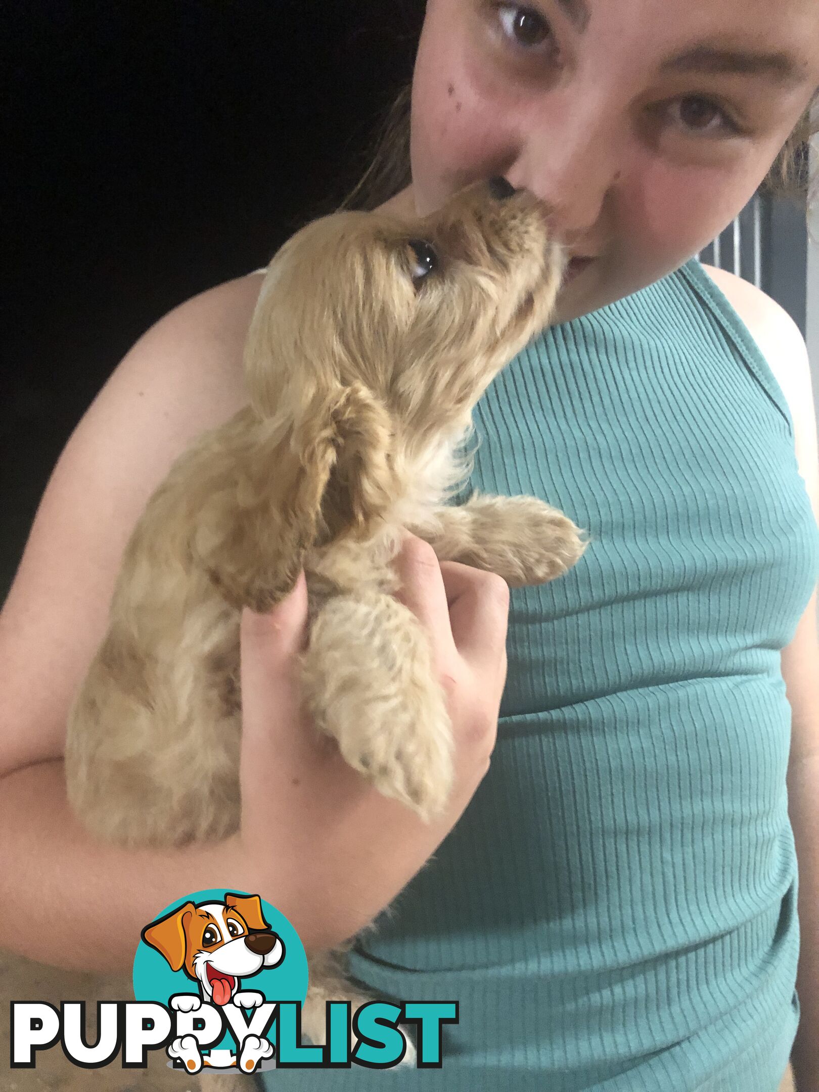 3 Female Cavoodle Puppies