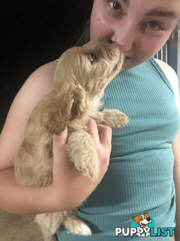 3 Female Cavoodle Puppies