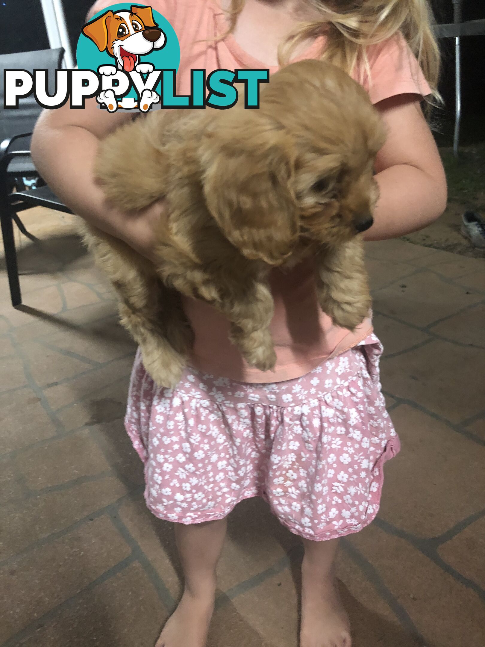 3 Female Cavoodle Puppies