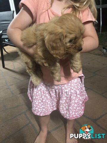 3 Female Cavoodle Puppies