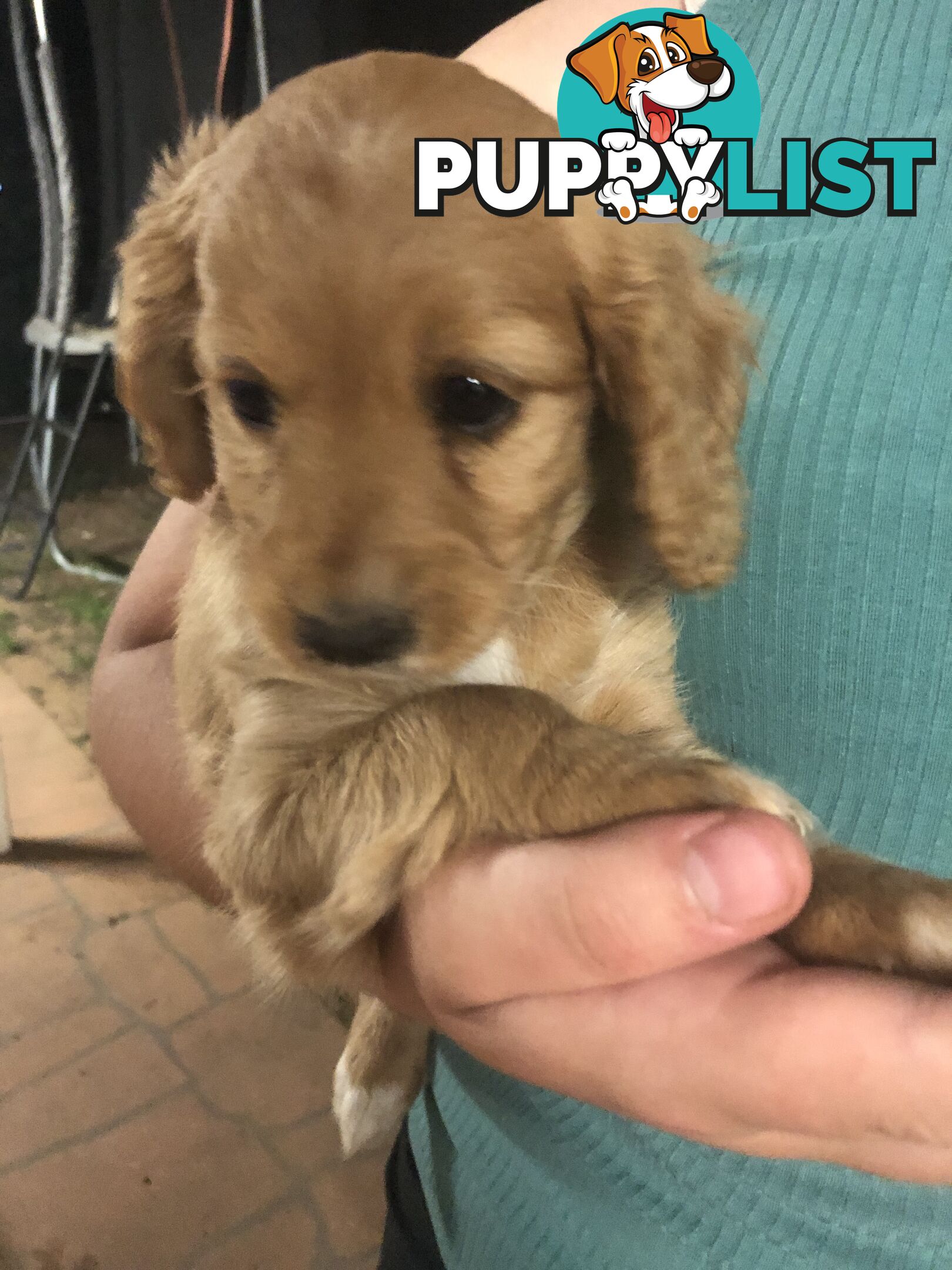 3 Female Cavoodle Puppies