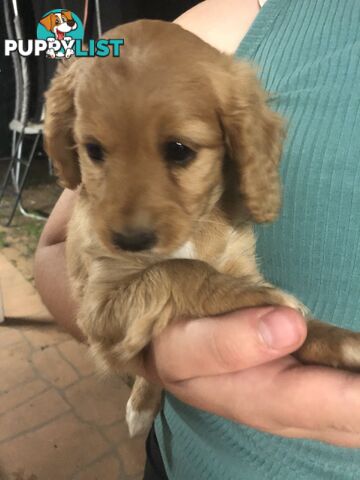 3 Female Cavoodle Puppies