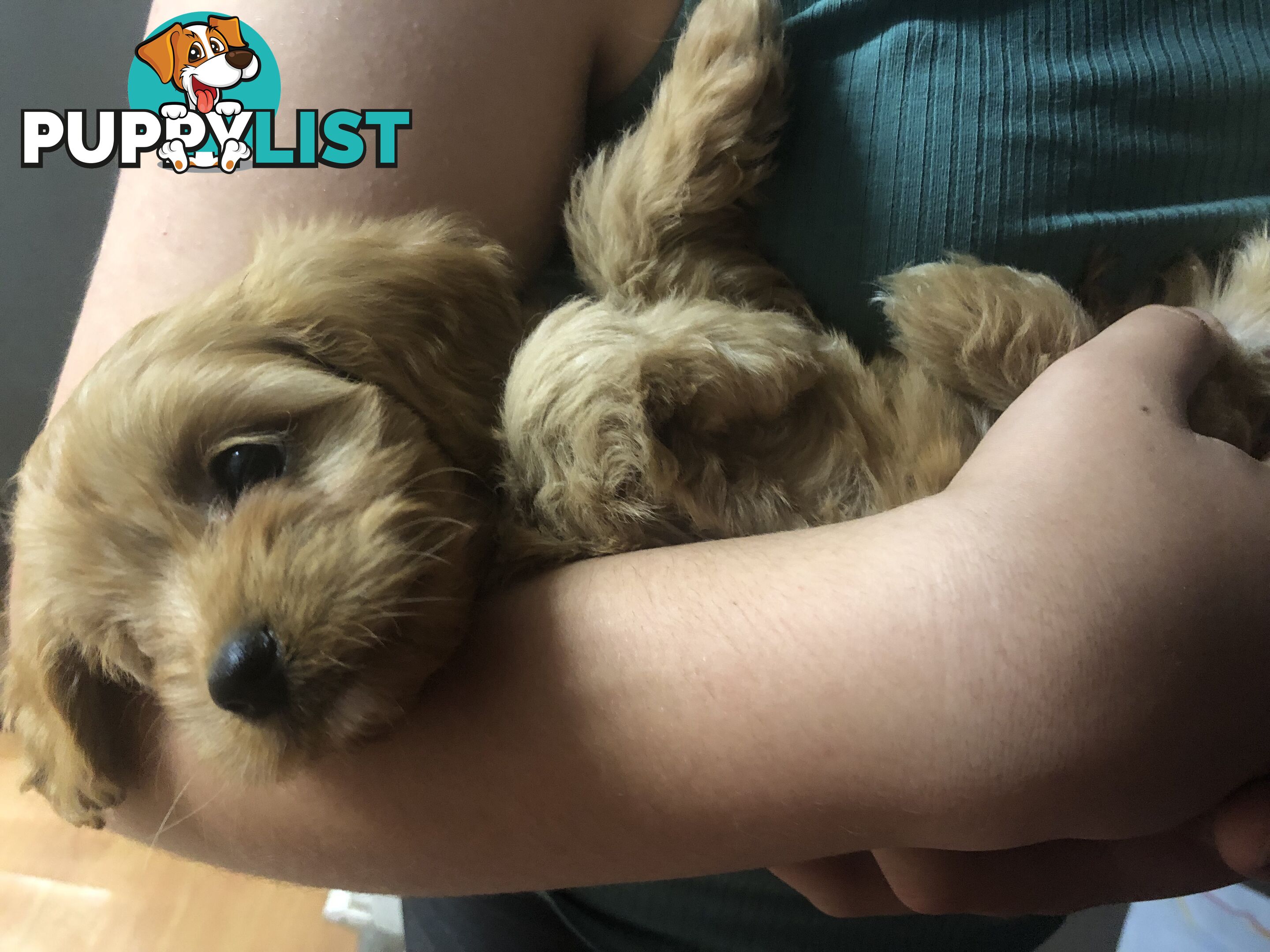 3 Female Cavoodle Puppies