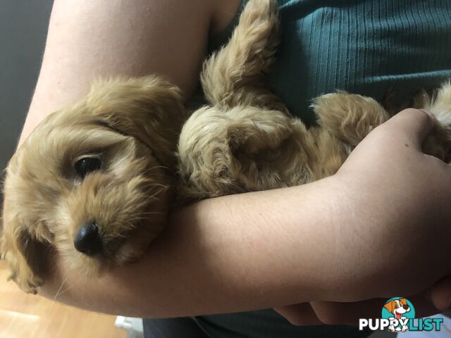 3 Female Cavoodle Puppies