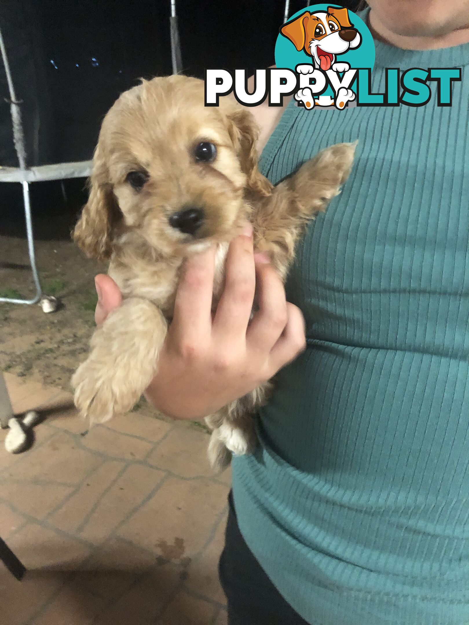 3 Female Cavoodle Puppies