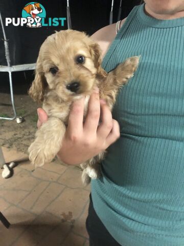 3 Female Cavoodle Puppies