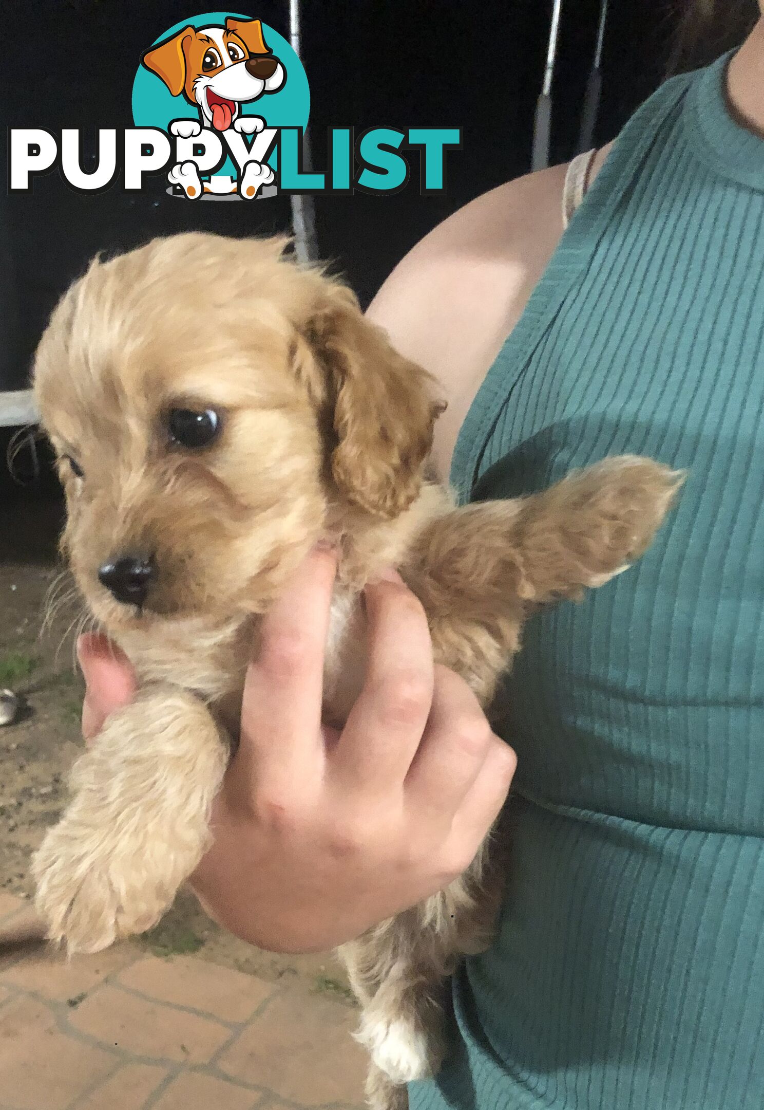 3 Female Cavoodle Puppies