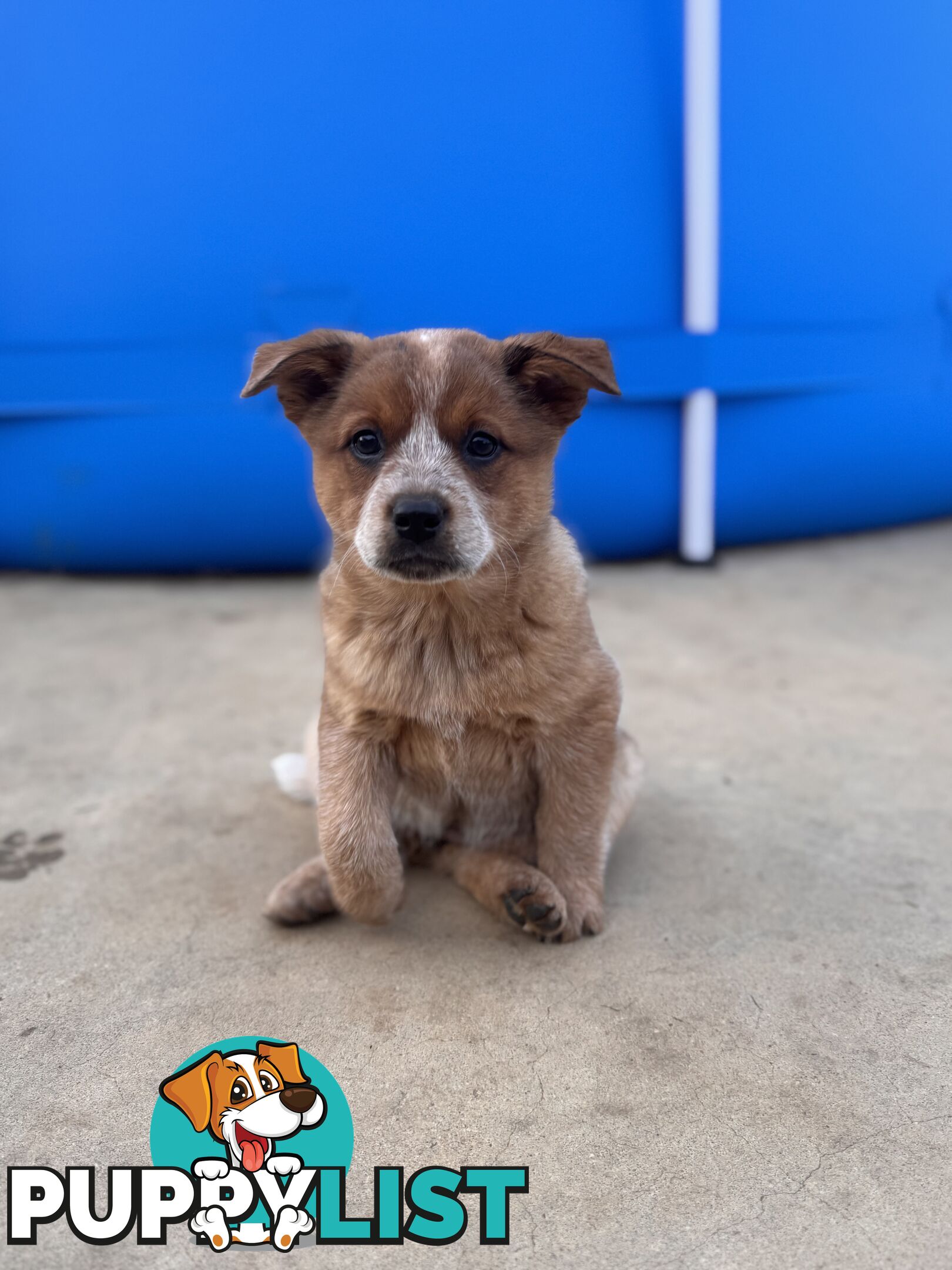 Cattle dog pups