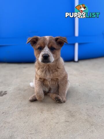 Cattle dog pups
