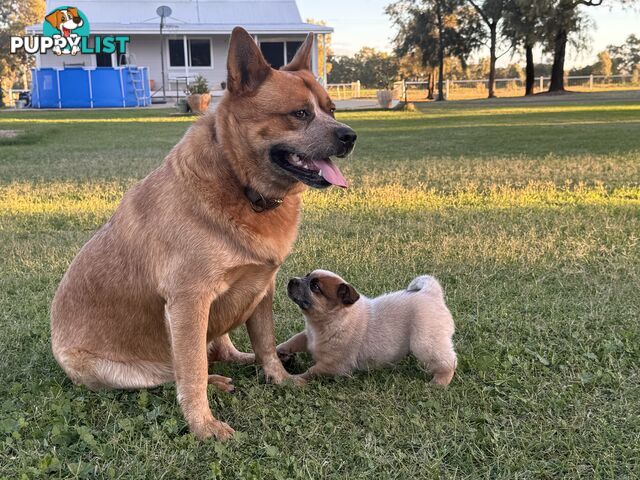 Cattle dog pups