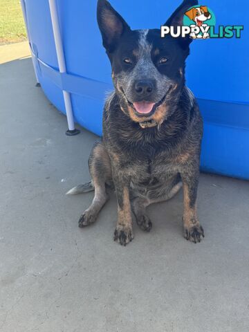 Cattle dog pups