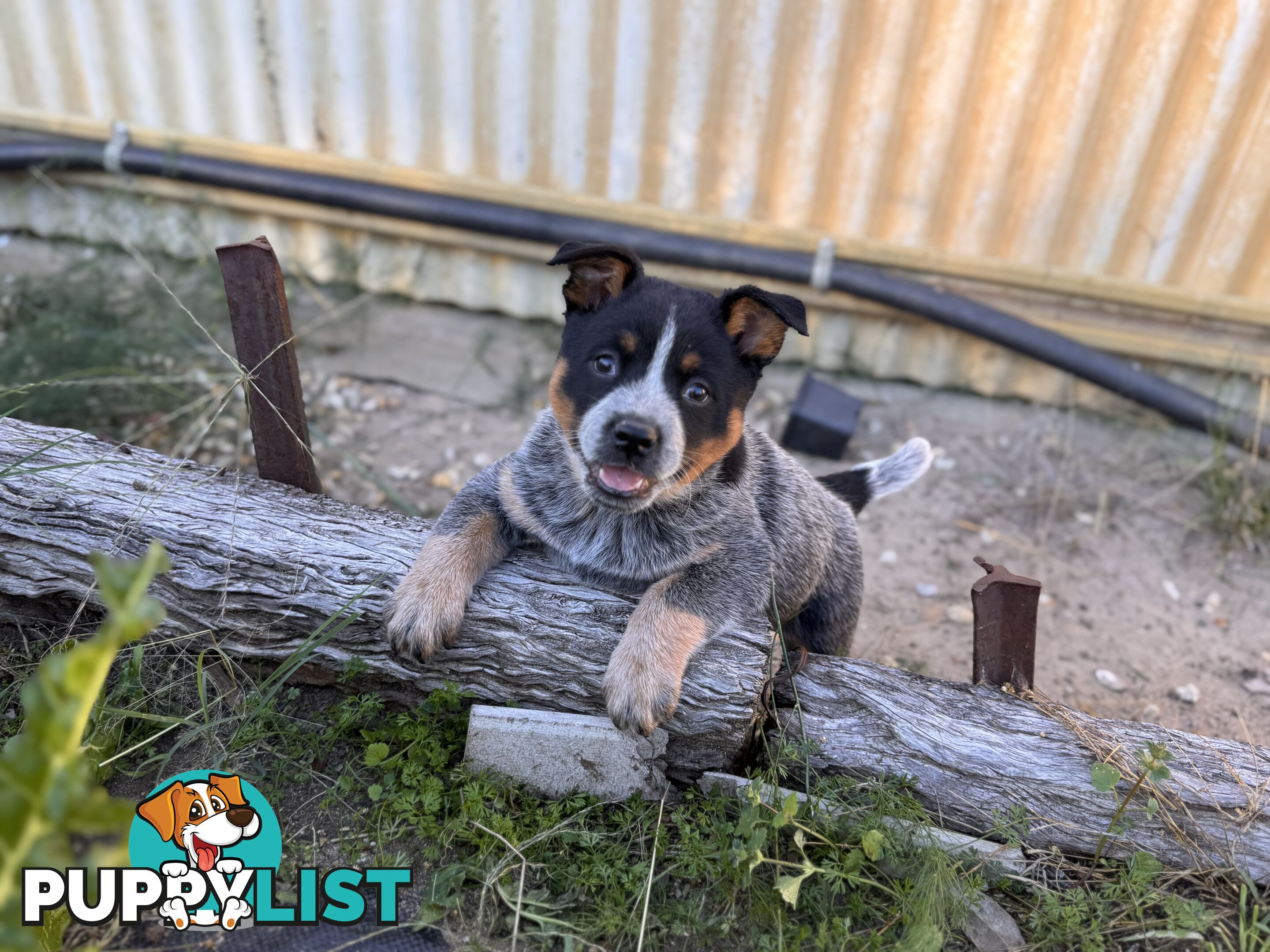 Cattle dog pups