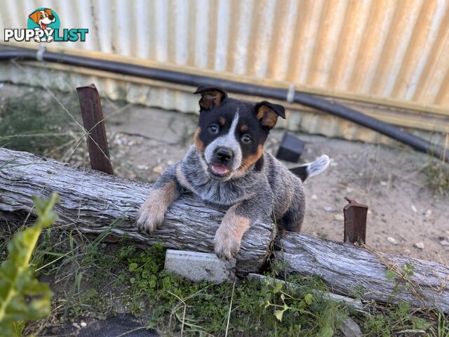 Cattle dog pups