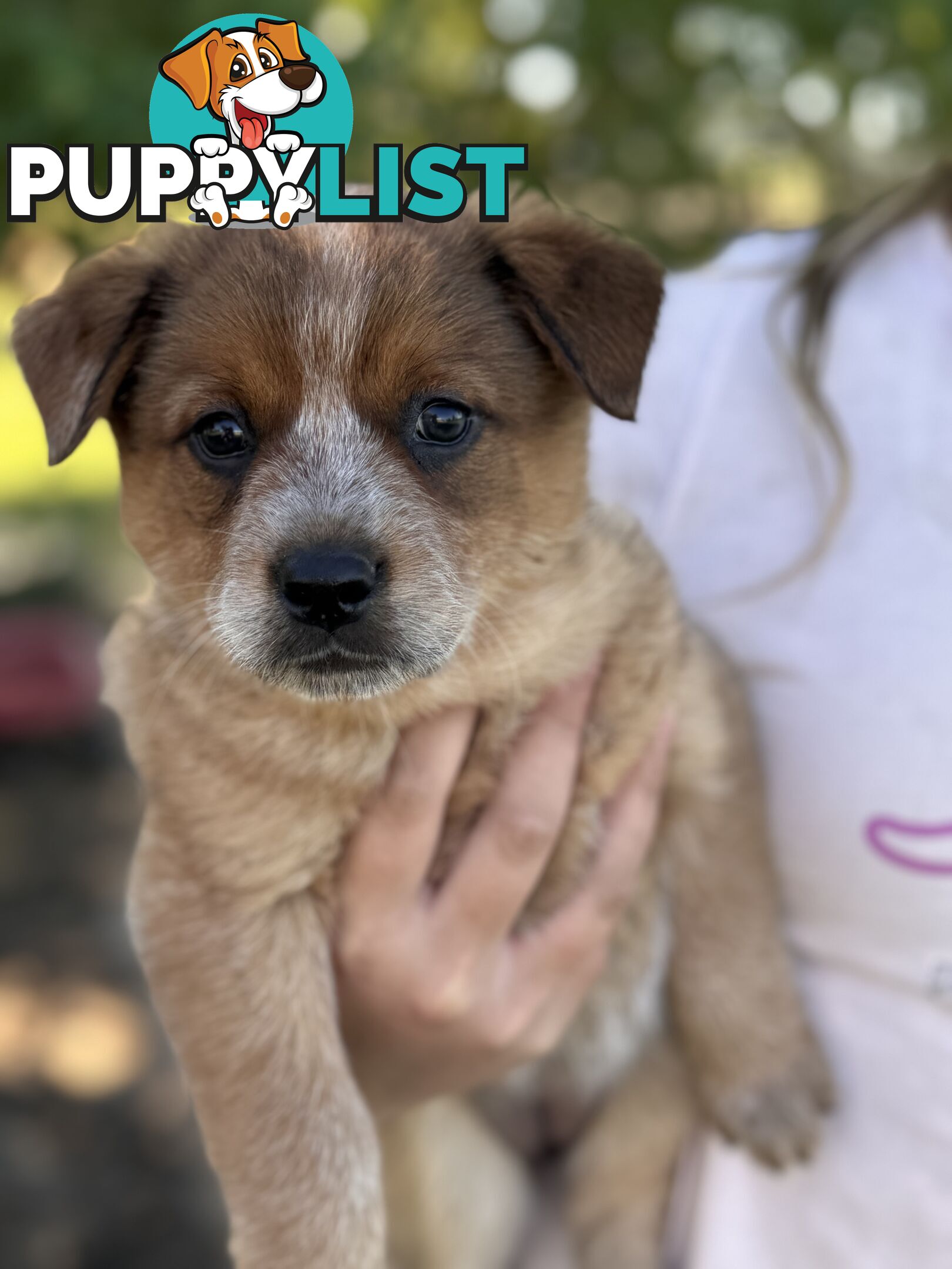 Cattle dog pups