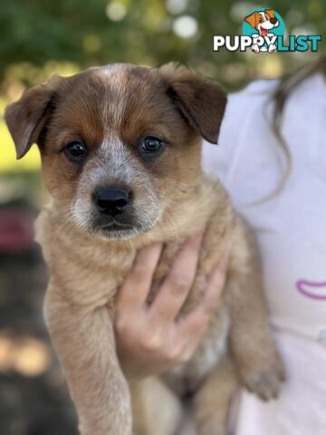 Cattle dog pups
