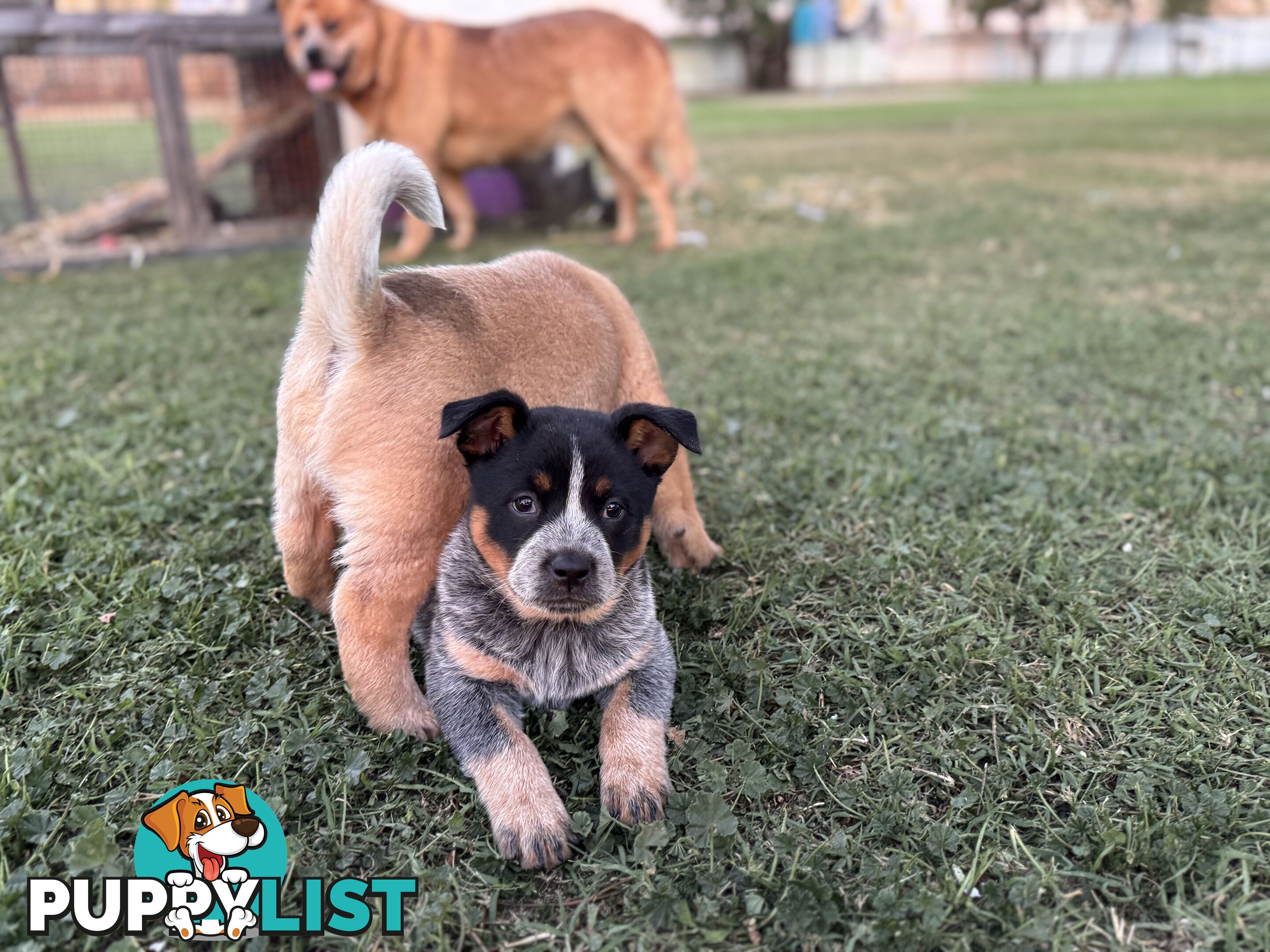 Cattle dog pups