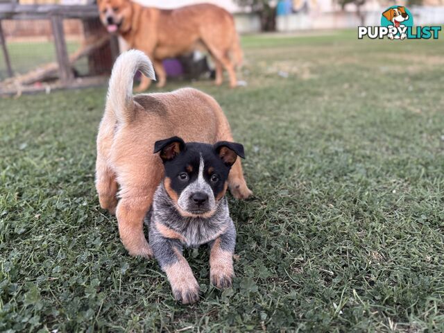 Cattle dog pups