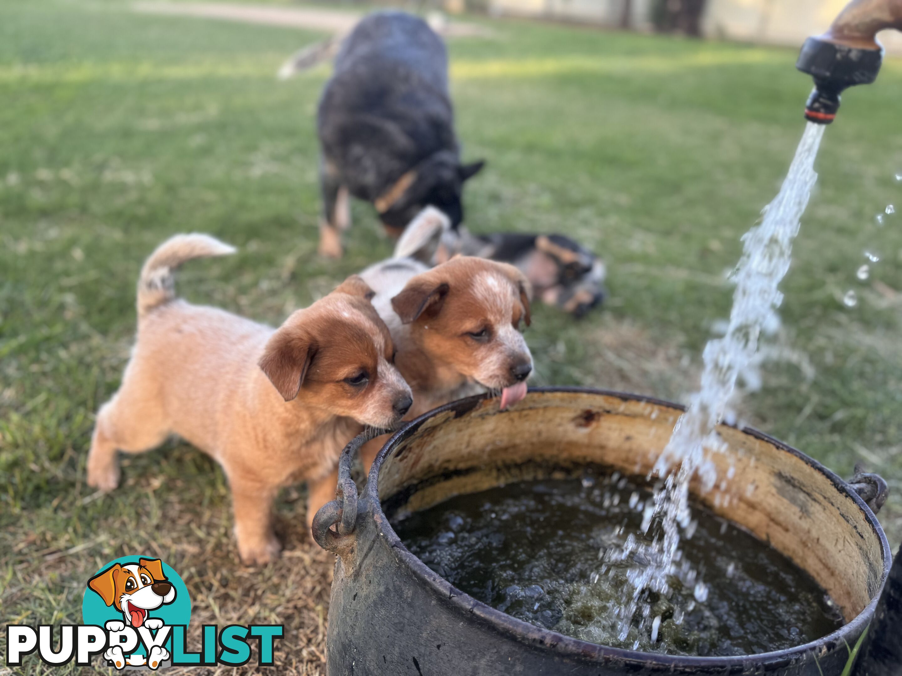 Cattle dog pups