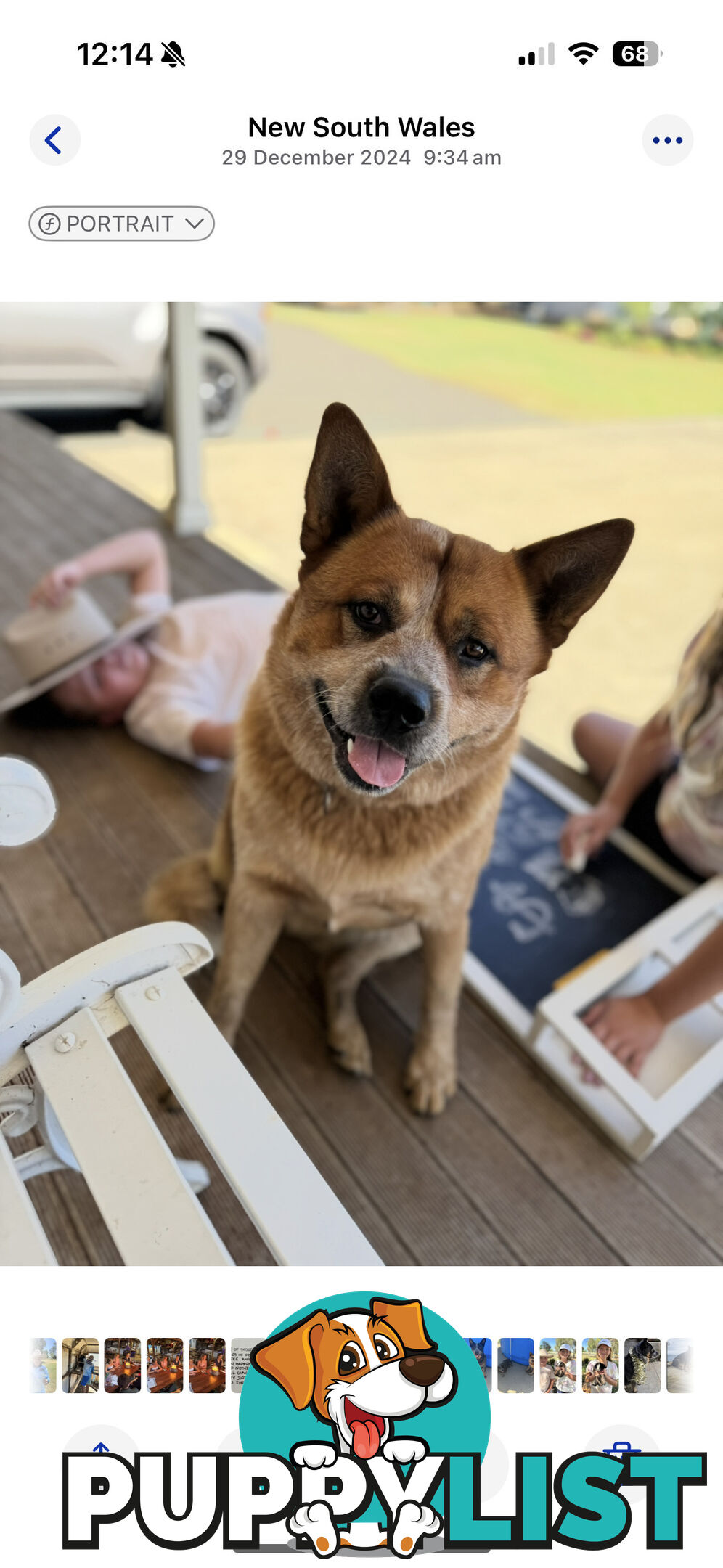 Cattle dog pups