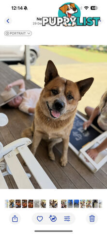 Cattle dog pups