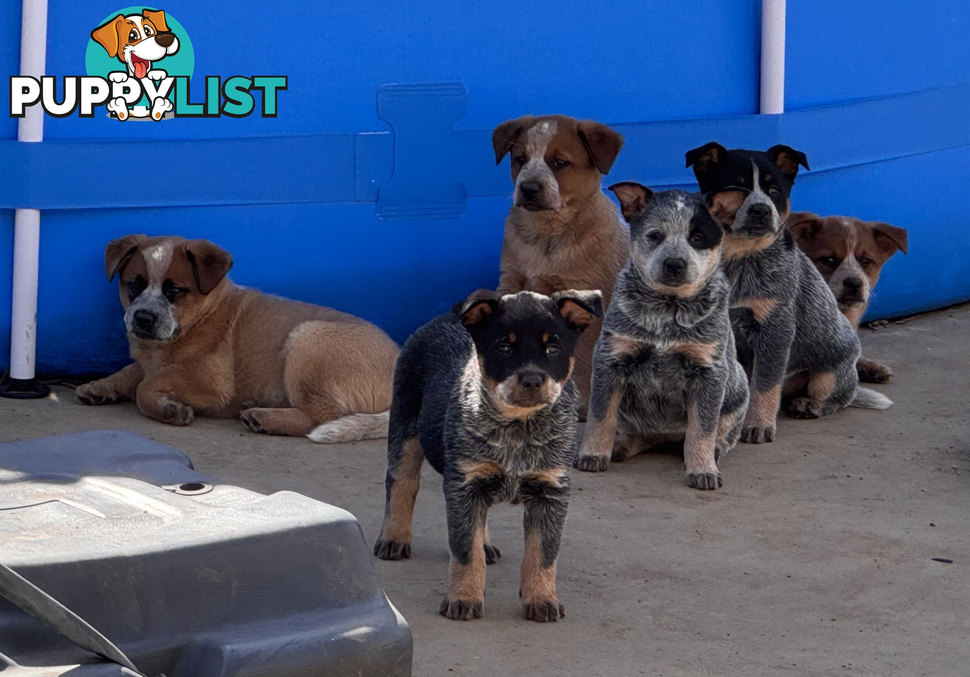 Cattle dog pups