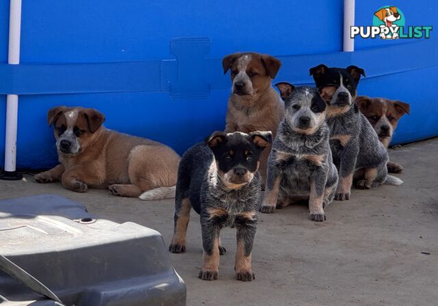 Cattle dog pups