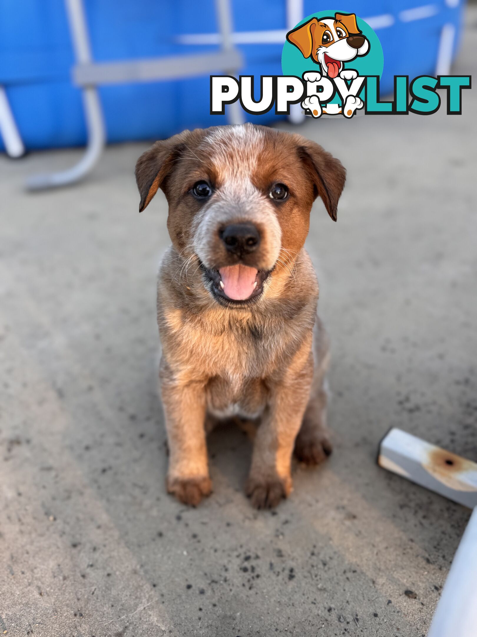 Cattle dog pups