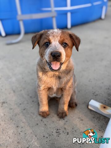 Cattle dog pups