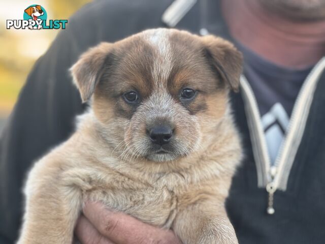 Cattle dog pups