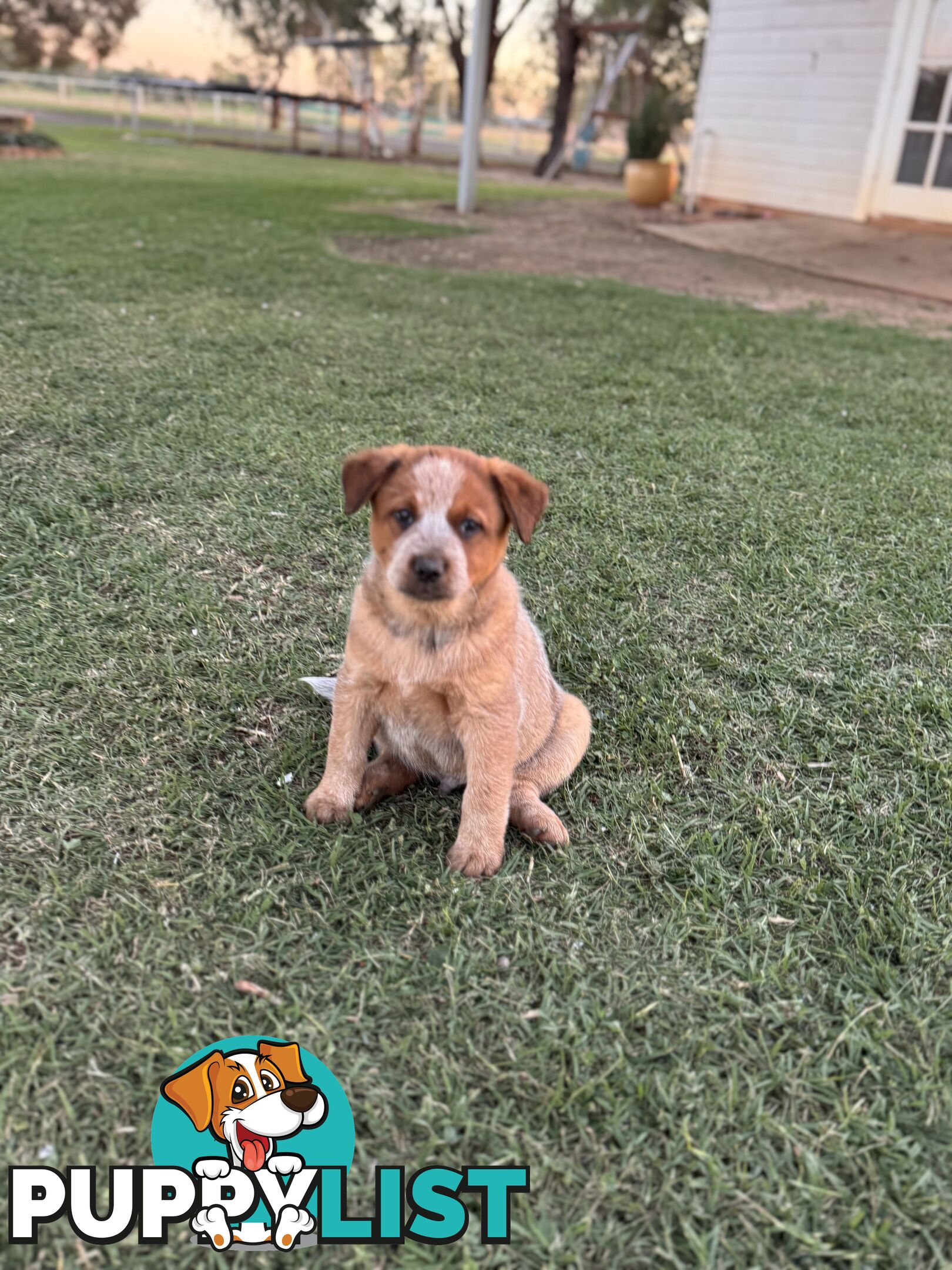 Cattle dog pups