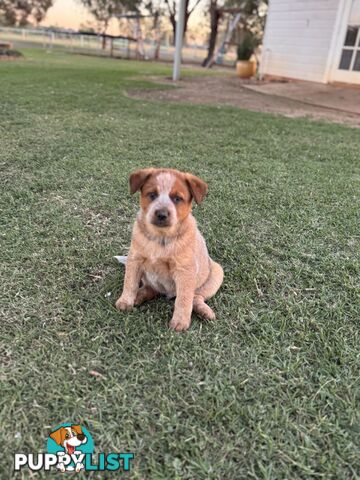 Cattle dog pups
