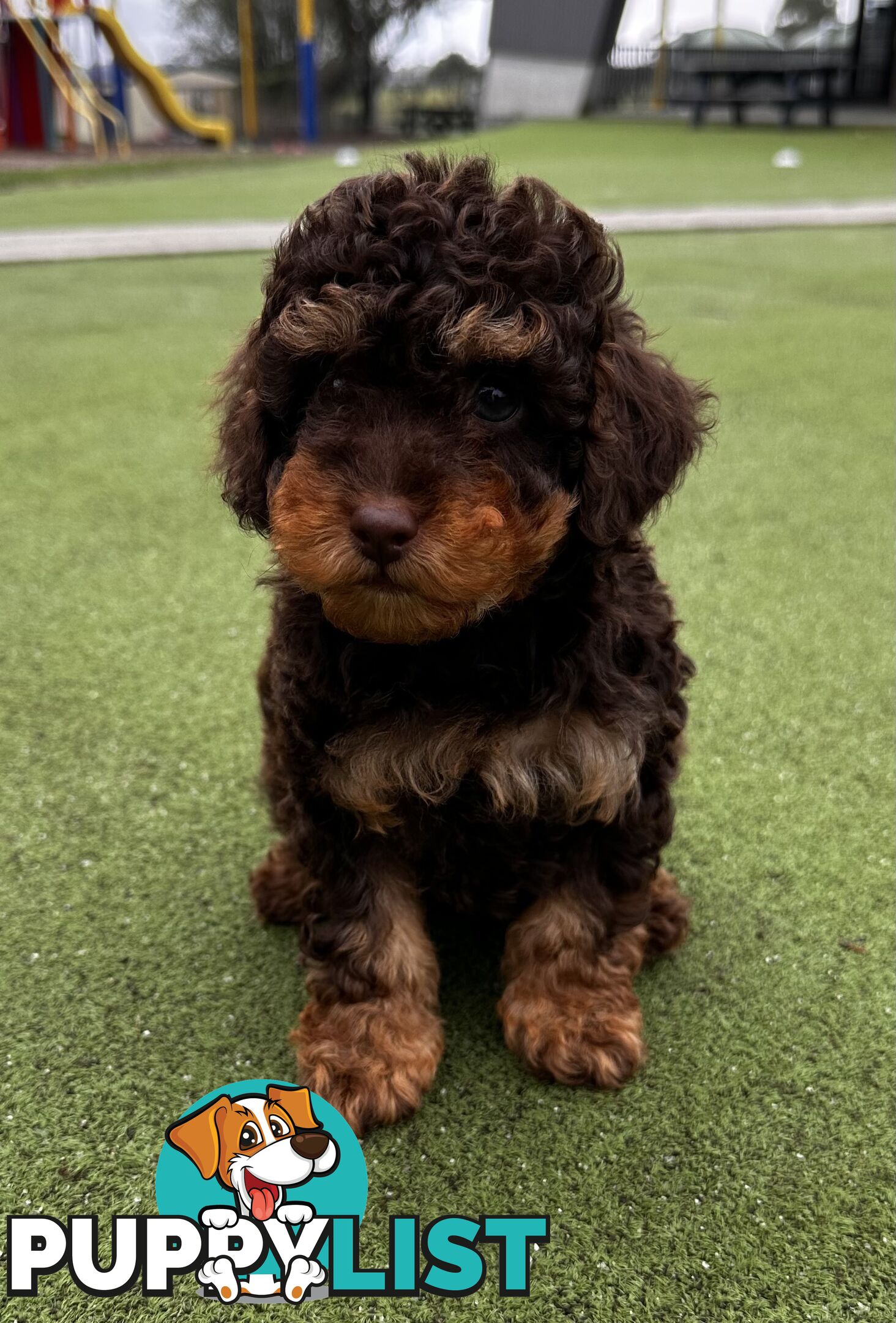 Pure Bred Toy Poodle Male