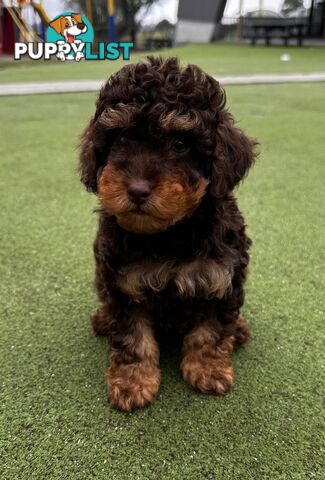 Pure Bred Toy Poodle Male