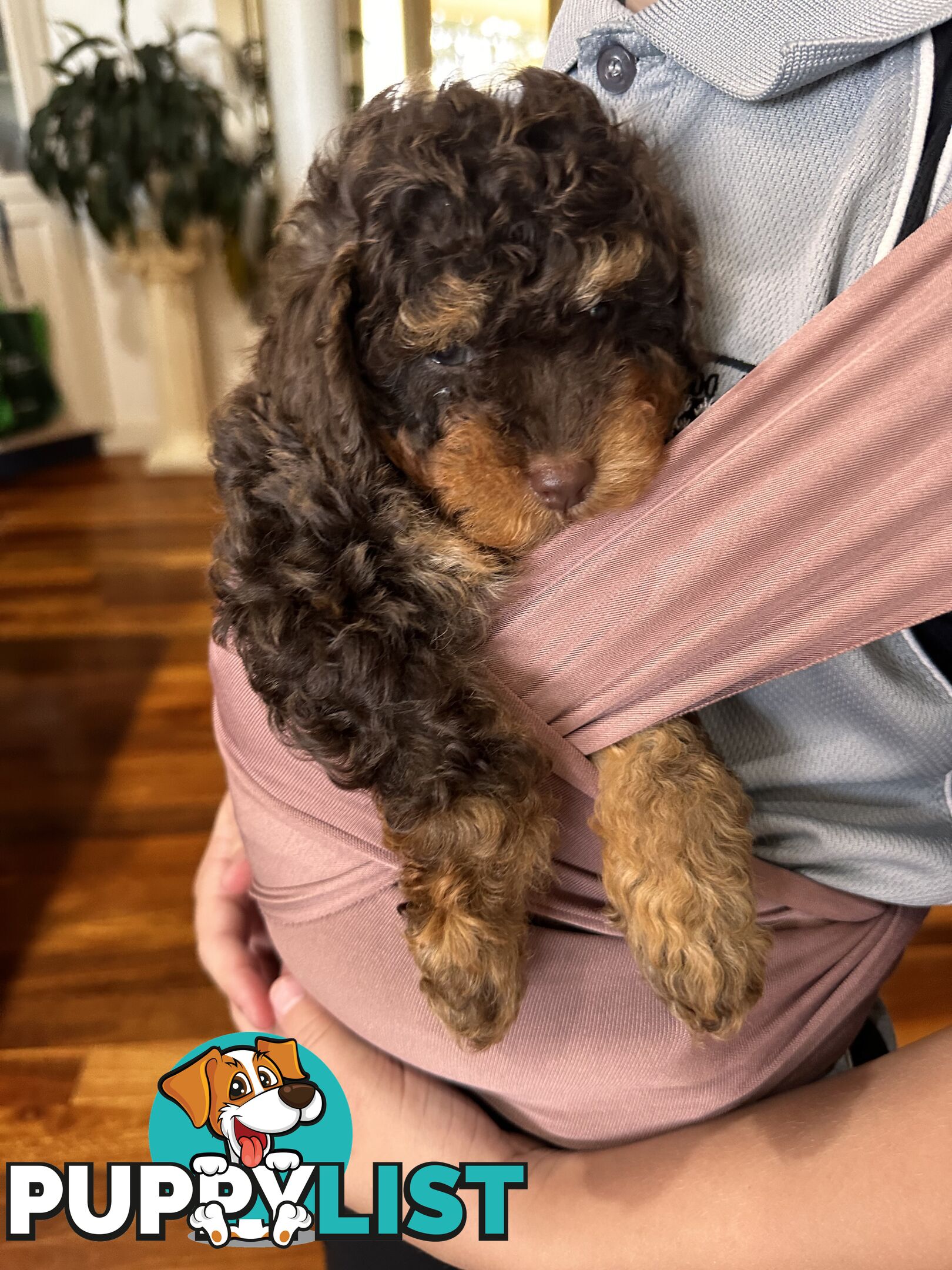 Pure Bred Toy Poodle Male