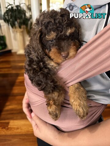 Pure Bred Toy Poodle Male