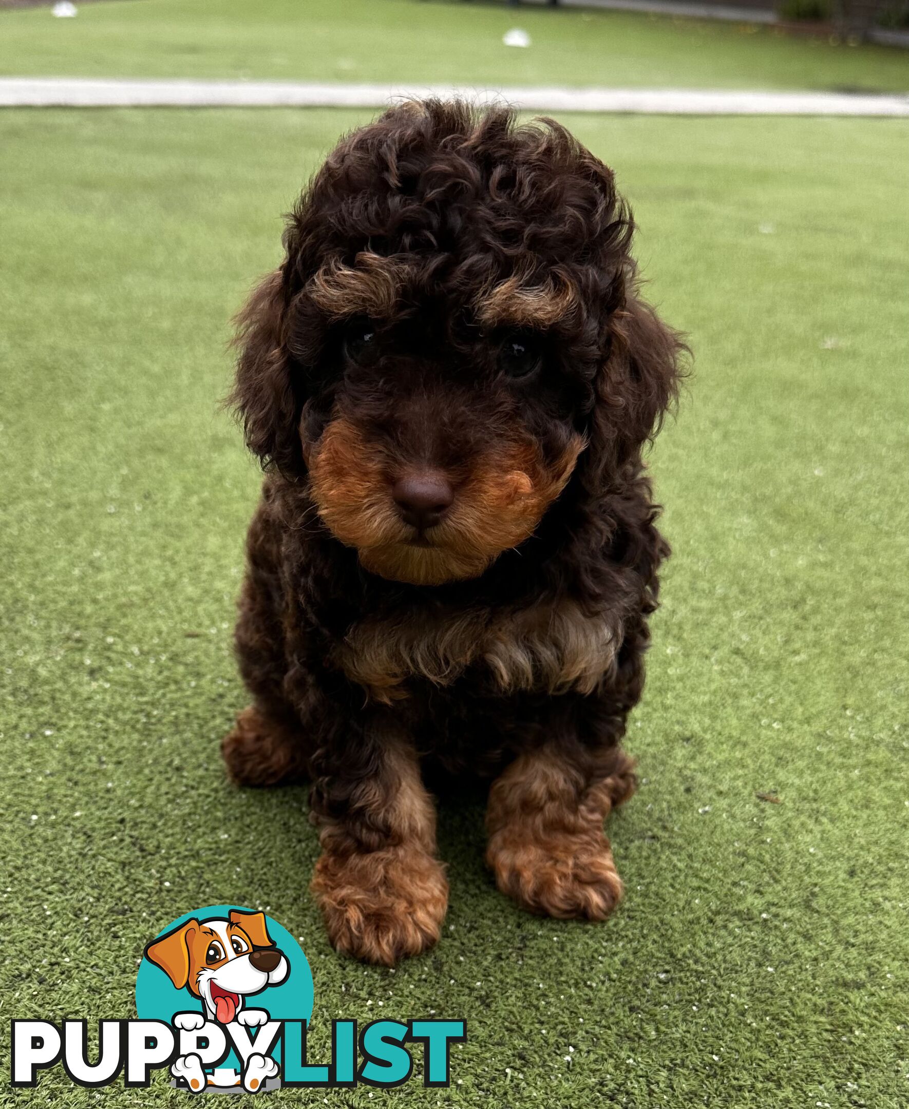 Pure Bred Toy Poodle Male