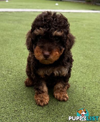 Pure Bred Toy Poodle Male